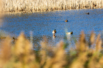 reeds in the lake