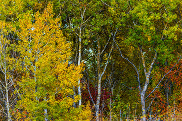 autumn in the woods