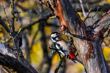 great spotted woodpecker