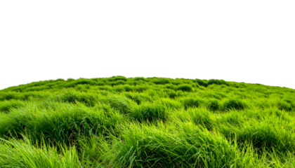Lush green grass field, gently curved, against a solid black backdrop