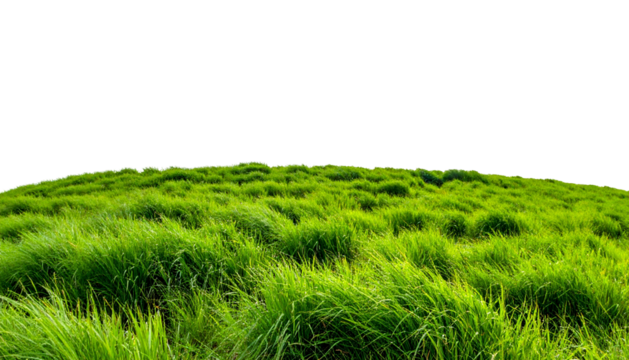 Lush green grass field, gently curved, against a solid black backdrop