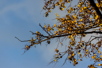 autumn leaves against blue sky