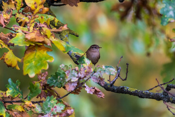 bird on a branch