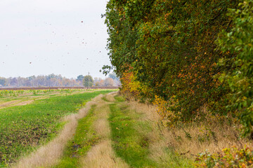 road through the field