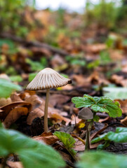 mushroom in the forest
