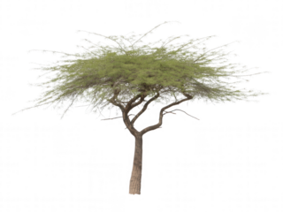 Flat umbrella shaped acacia tree with green foliage and brown trunk transparent background desert