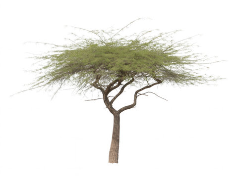 Flat umbrella shaped acacia tree with green foliage and brown trunk transparent background desert