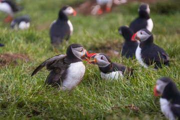 Pair of Atlantic Puffins on a Cliff in Iceland
