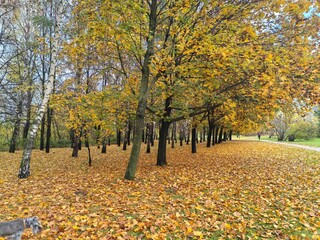 Autumn landscape with colorful leaves and a dog walking in the park