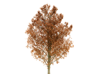 A single tree with brown leaves on a white background