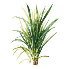 illustration of lemongrass on white background.