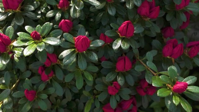 Closeup view of a flower blossom with a parallax pan in a shade garden in spring