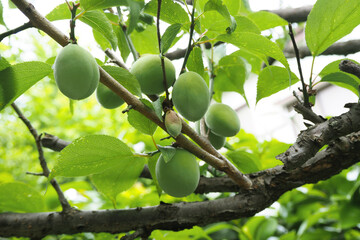 木になる梅の実