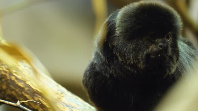Close up of a Black marmoset monkey head and face. sitting on a tree and watching

