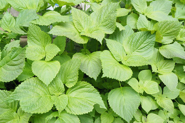 青々としたしその葉