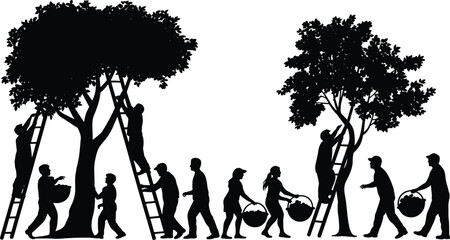 Silhouette, fruit harvesting, teamwork, agriculture, labor, orchard workers, black and white, baskets, ladders, trees, child, adult, farming, seasonal work, rural life, picking fruit
