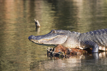 Alligator in Louisiana bayou at Golden hour basking in the sun side profile showing detail of head eye and teeth