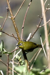 sri lanaka white-eye
