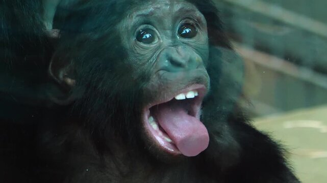 Close up face and head of a young bonobo monkey licking a glass window and looking around