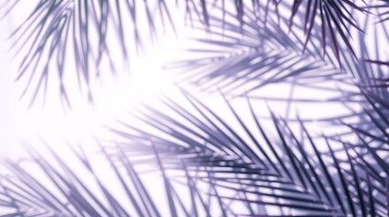 Obraz premium Soft focus purple palm leaf shadows gently falling on a white surface abstract