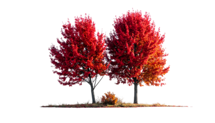 Two vibrant trees with fiery red foliage stand against a stark black background