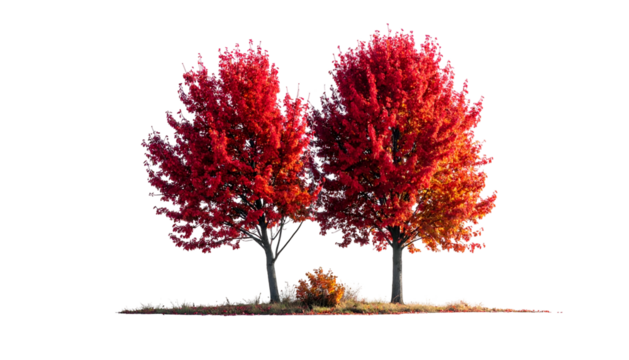Two vibrant trees with fiery red foliage stand against a stark black background