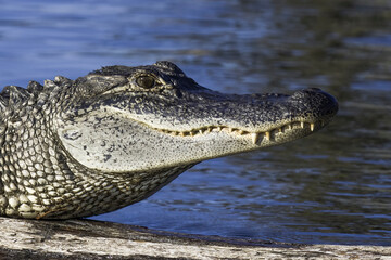 Alligator photo of head and snout in side profile showing clear eye and teeth along with skin markings with water in background
