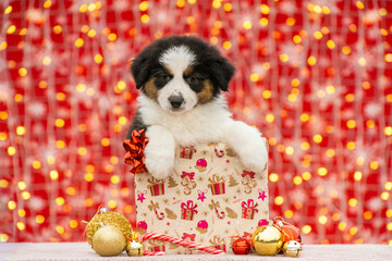 Cute Australian Shepherd puppy sitting inside a decorated Christmas gift box surrounded by golden...