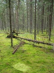 Mossy spruce forest