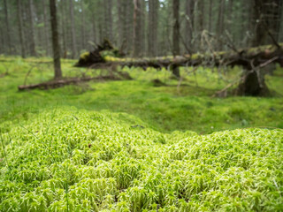 Sphagnum moss in forest