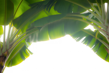 Lush green banana leaves arching against a transparent background black background leaf tropical