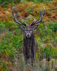 Red deer portrait