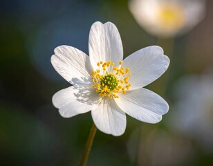 Obraz premium Close-up of a delicate white flower with a yellow center and green core in soft light