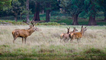 red deer in the wild