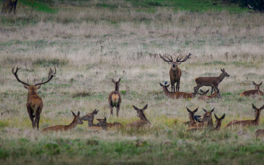 Two groups of red deer