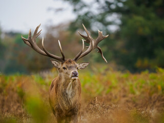 Red deer stag
