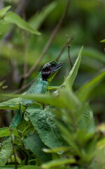 lizard in the bush