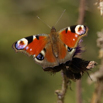 Peacock butterfly in Bohemian Forest,Prachatice District,South Bohemian Region,Czech republic,Europe
