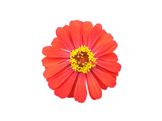 Isolated zinnia flower heads with transparent background
