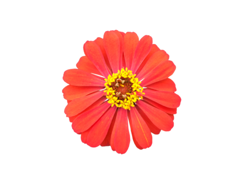 Isolated zinnia flower heads with transparent background