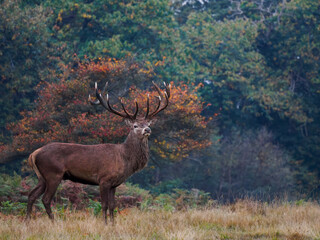 red deer in the woods