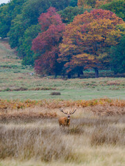 deer in autumn forest