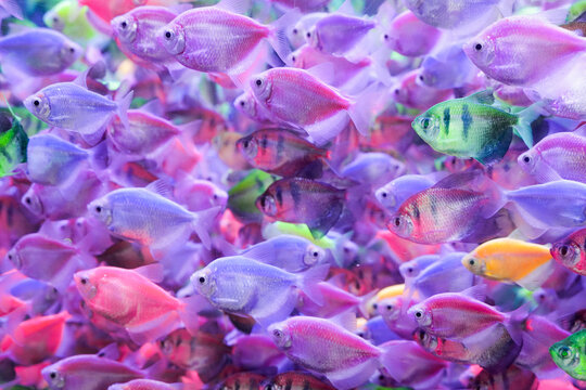A close-up shot of a Barehead Tetra swimming gracefully in a freshwater aquarium. This peaceful tropical fish, known for its translucent body and shimmering fins, is popular among aquarists for its