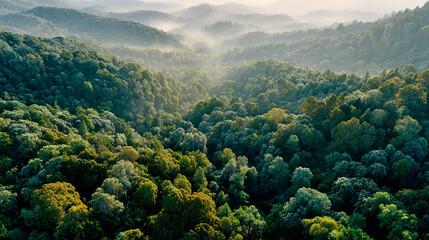 Beautiful view of green forest in the winters 