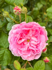 Pink Rose Bloom with Buds on Green Leaf Background Close-Up