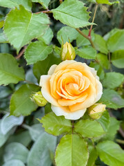 Single Cream White Rose Flower Blooming in Garden Close-Up View
