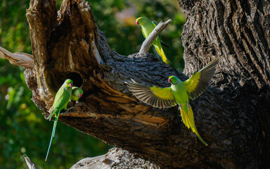 Kramer Parakeets