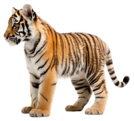 Obraz premium PNG Baby tiger wildlife standing animal.