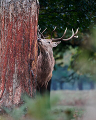 Red Deer rubbing a tree