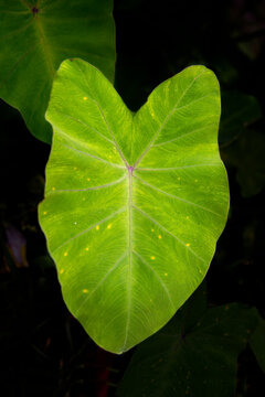 Arame Leaves